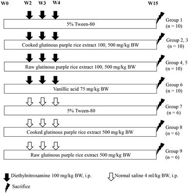 Cancer chemopreventive potential of cooked glutinous purple rice on the early stages of hepatocarcinogenesis in rats